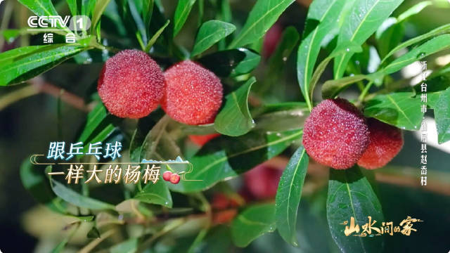 杨梅最新资讯动态