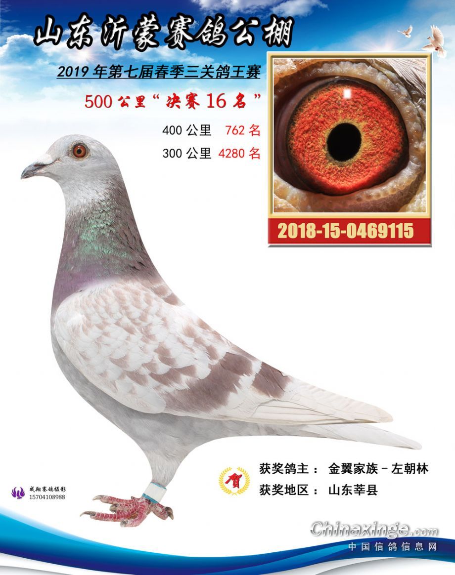 长平赛鸽公棚最新公告，参与赛鸽活动的步骤指南