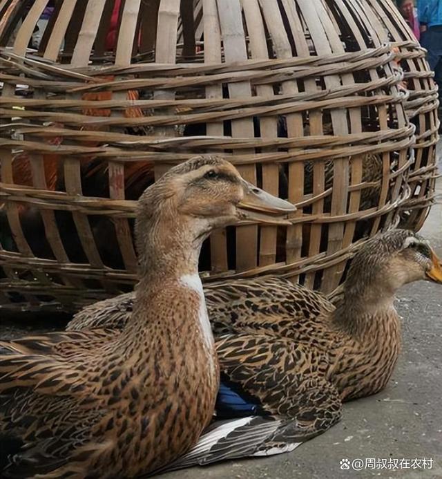 老鸭窝最新地址发布，旅游胜地变迁一览