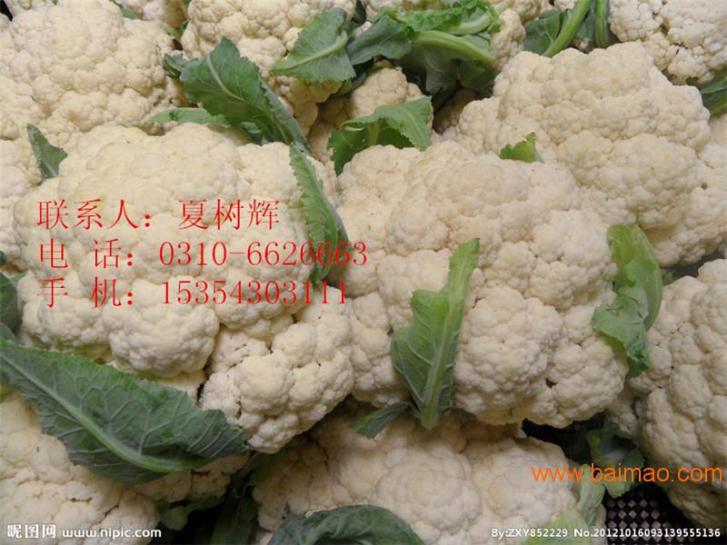 菜花批发价格最新动态