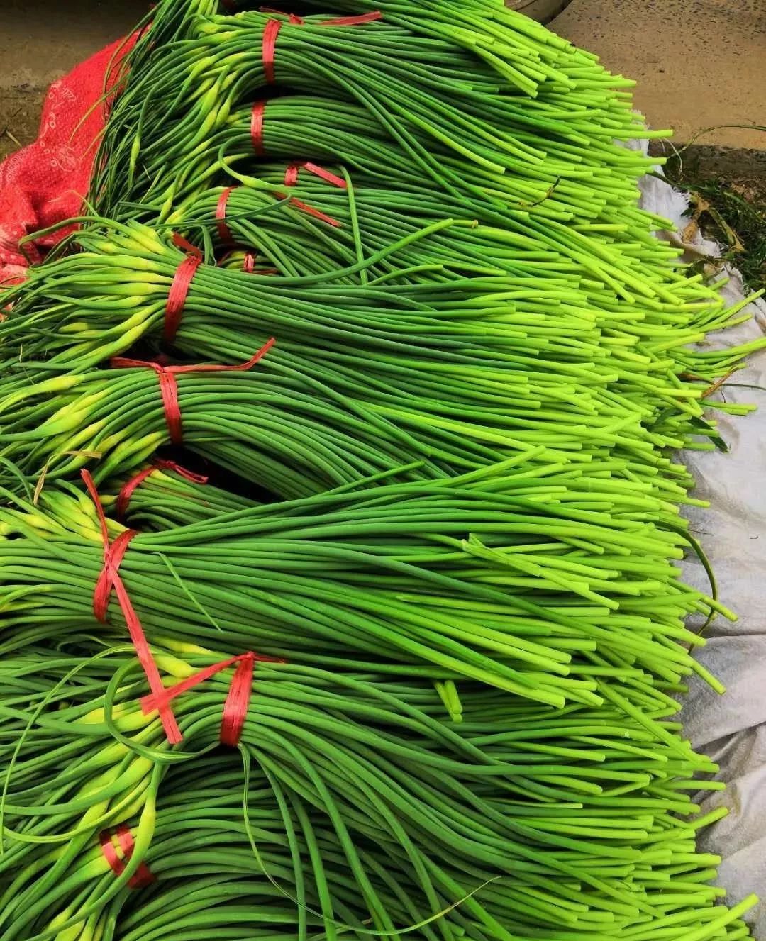蒜苔产地价格最新行情及分析摘要