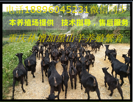 海南黑山羊苗价格行情详解，市场走势与选购指南