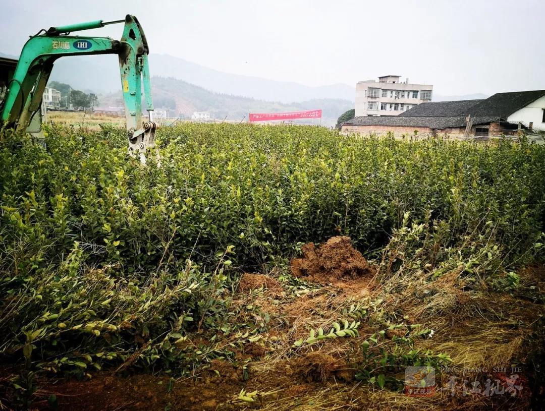 油茶苗价格揭秘，历史背景、重大事件与产业地位