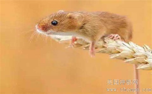 属鼠明星大揭秘，闪耀娱乐圈的属鼠艺人盘点