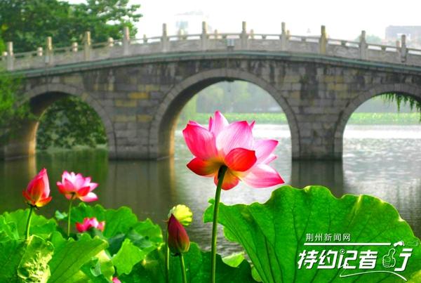 江津明月最新动态更新，最新进展与资讯速递