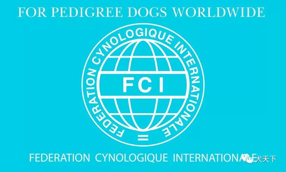 FCI比赛，宠物界的盛事