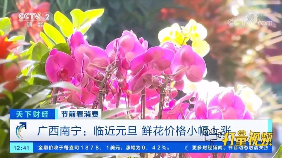 鲜花行情探秘，小巷繁花背后的市场奥秘