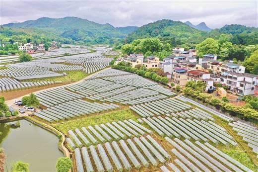 13-15米毛竹最新报价大全，实用指南与价格透明度提升
